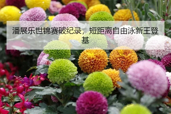 潘展乐世锦赛破纪录，短距离自由泳新王登基